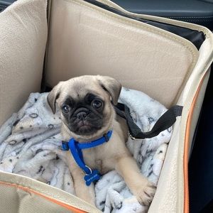 Meet your Posher, Norma dawn